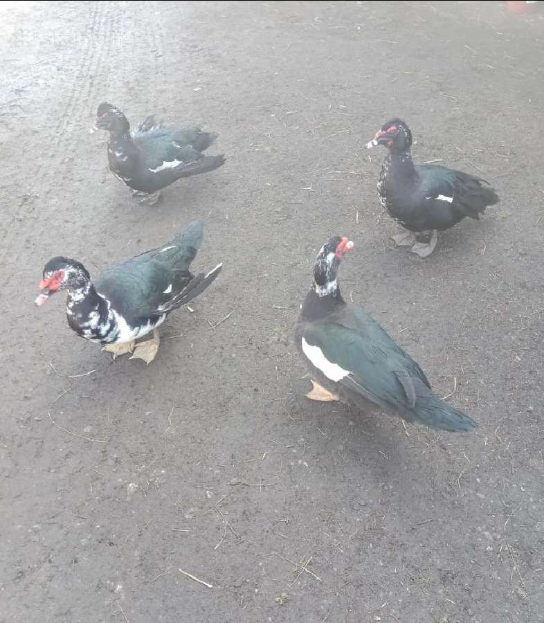 Antys