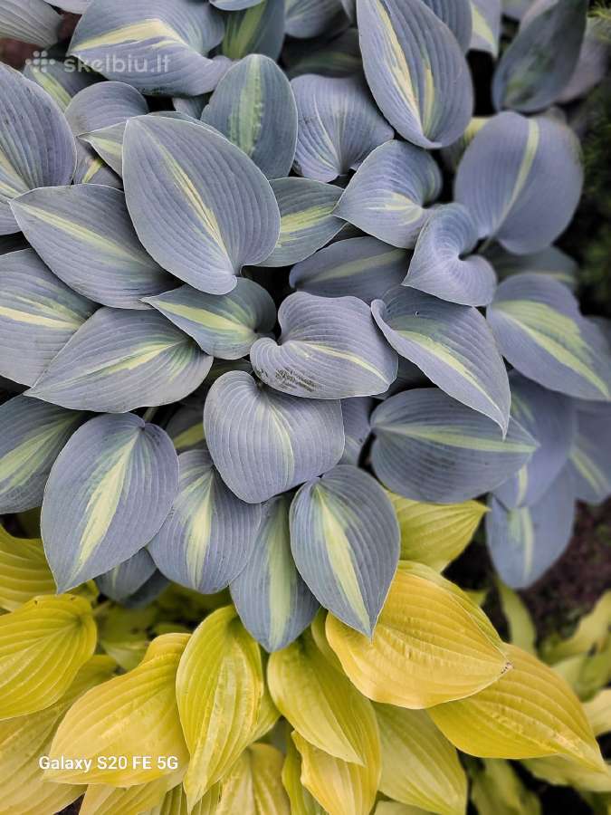 Parduodu melsves (hosta) ir pavėsio augalus - nuotraukos Nr. 36