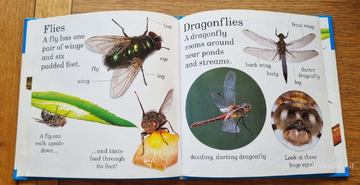 Knyga "let's look at Bugs" - nuotraukos Nr. 4