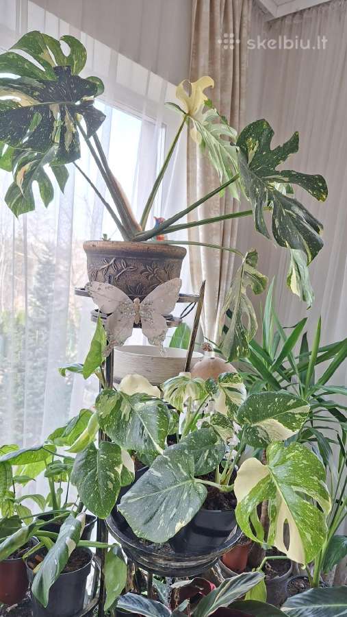 Monstera Thai Constellation
