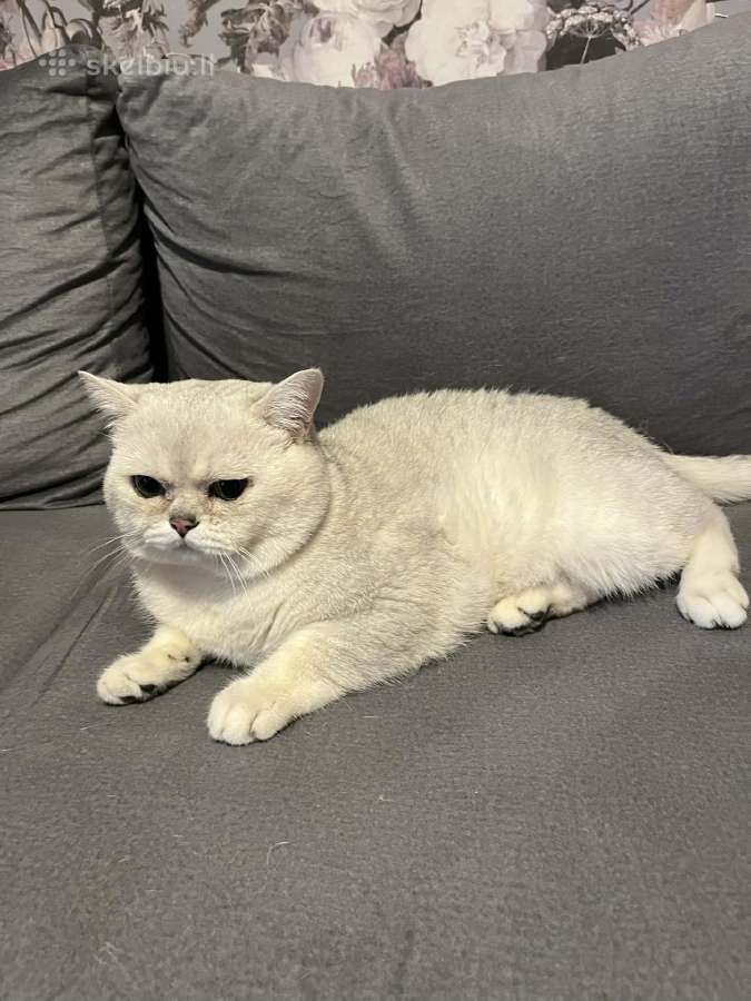Katinas pasimatymui