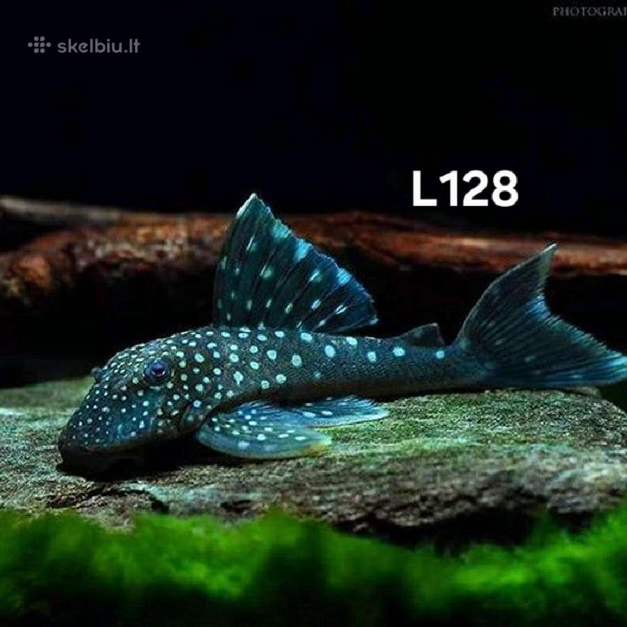 Dugninės žuvys