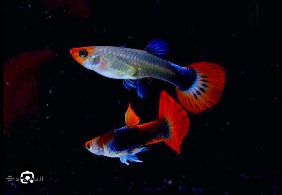 Gupijos