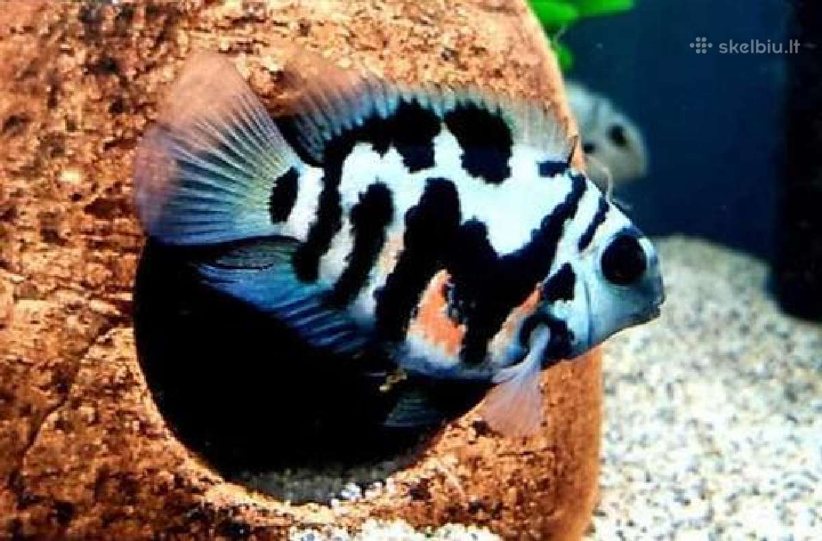 Safyrine papuga ( blue neon tiger ) - nuotraukos Nr. 3