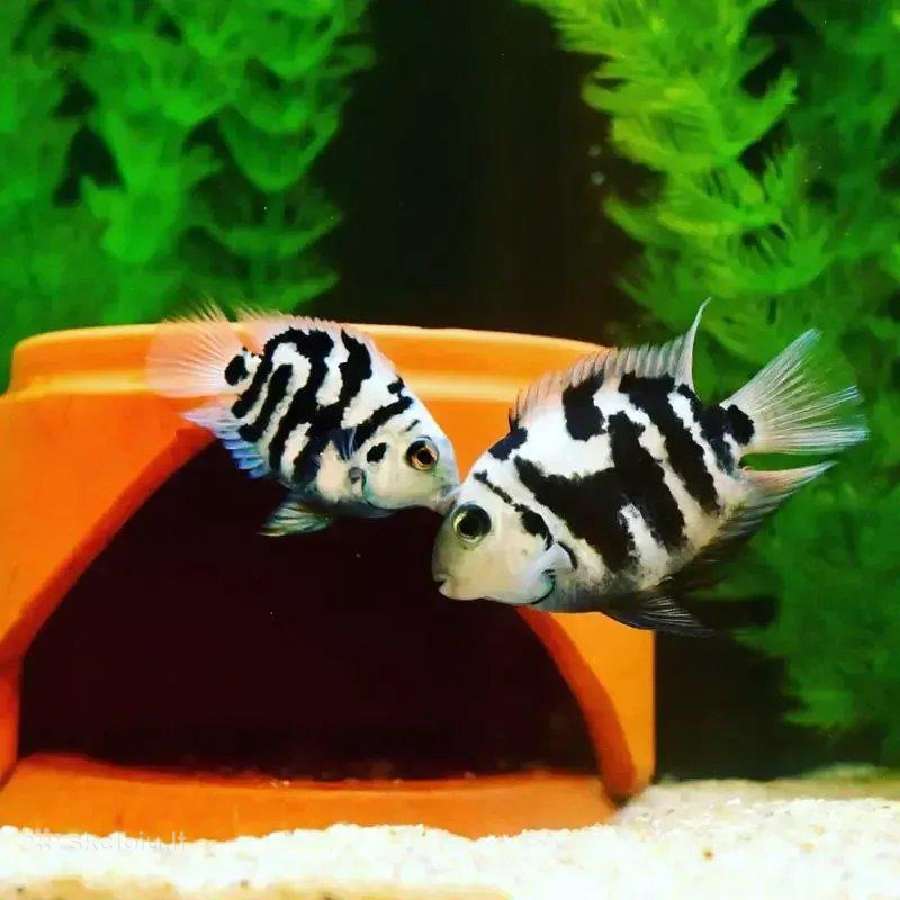 Safyrine papuga ( blue neon tiger ) - nuotraukos Nr. 4