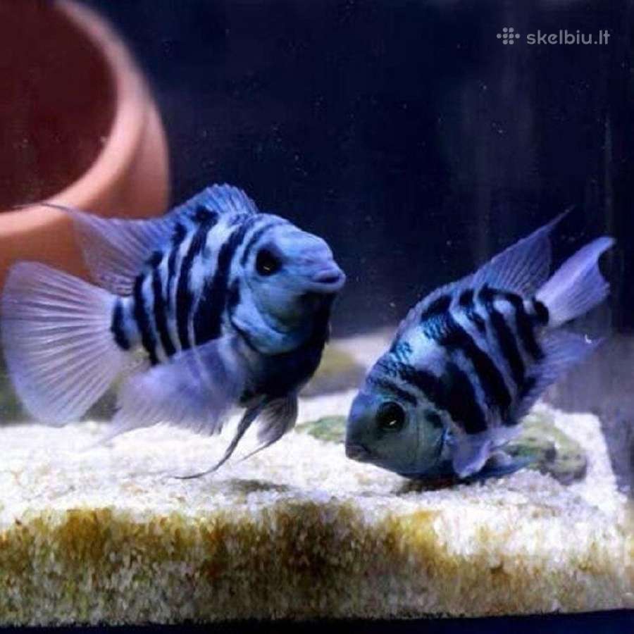 Safyrine papuga ( blue neon tiger ) - nuotraukos Nr. 5