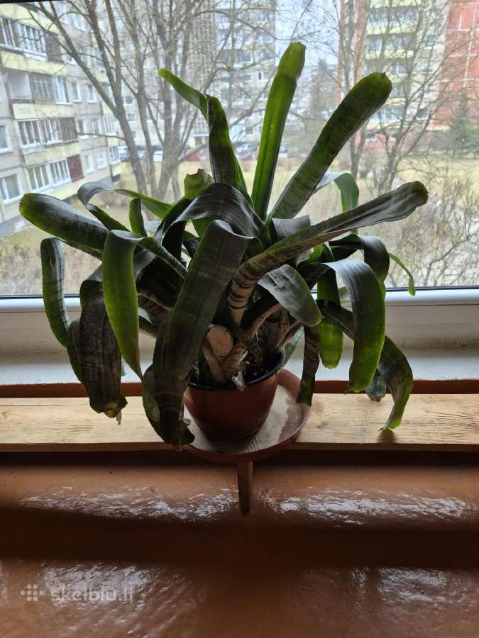 Dovanoju