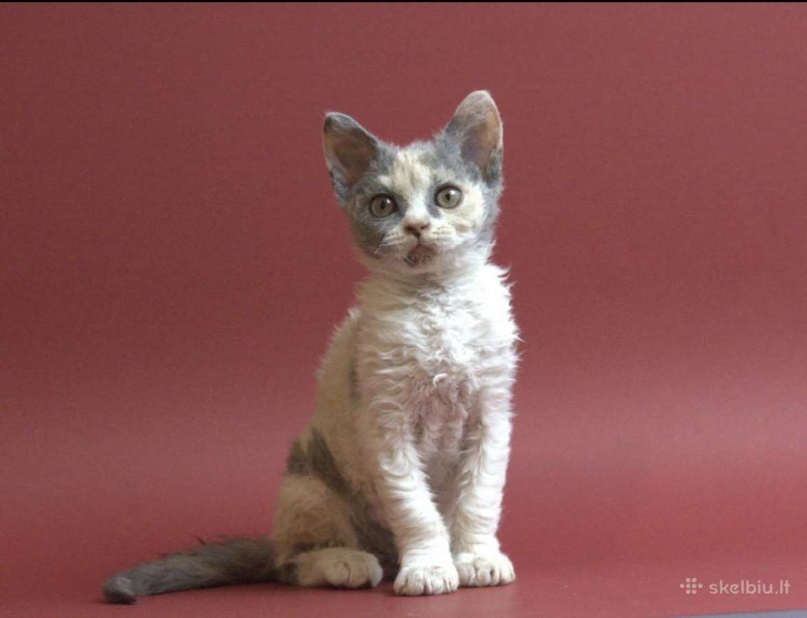 Selkirk Rex veislės katytė