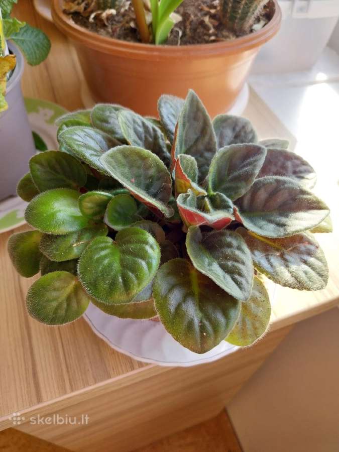 Kambarine geles - nuotraukos Nr. 3