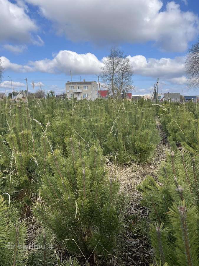 Akcija! Kalninės Pušelės Iš Grunto