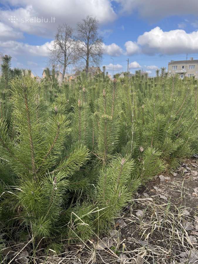 Akcija! Kalninės Pušelės Iš Grunto - nuotraukos Nr. 3