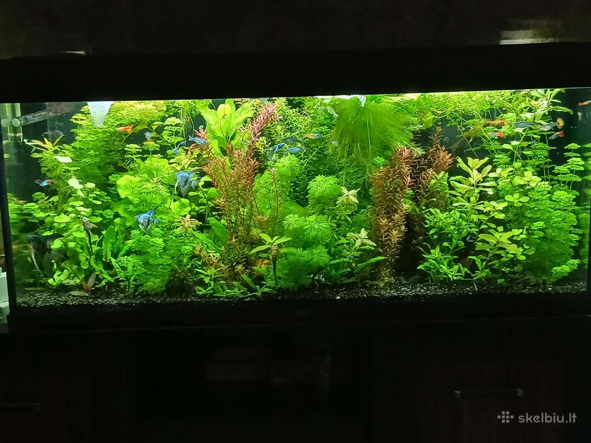 Akvariumo augalai