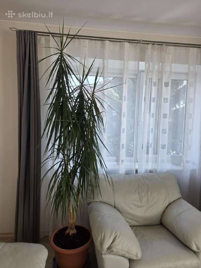 Dracena