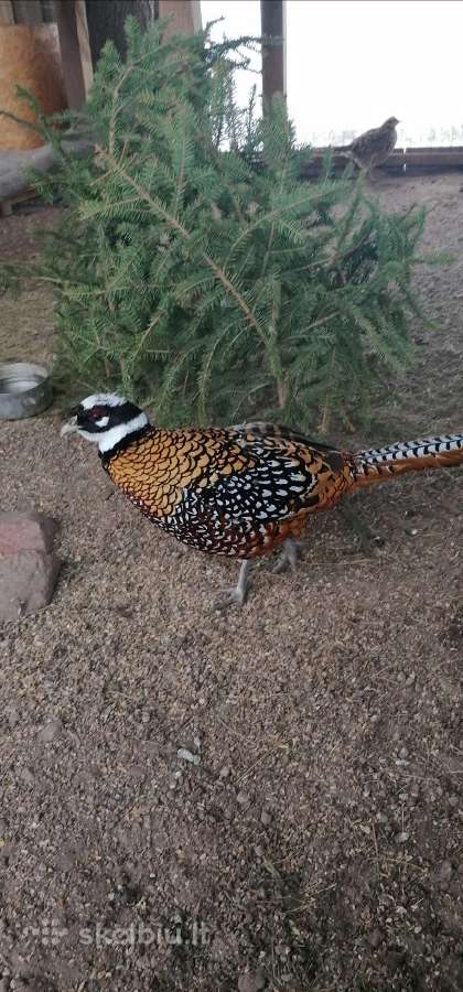 Parduodu fazanus, karališkus, nepalo, sidabrinius.
