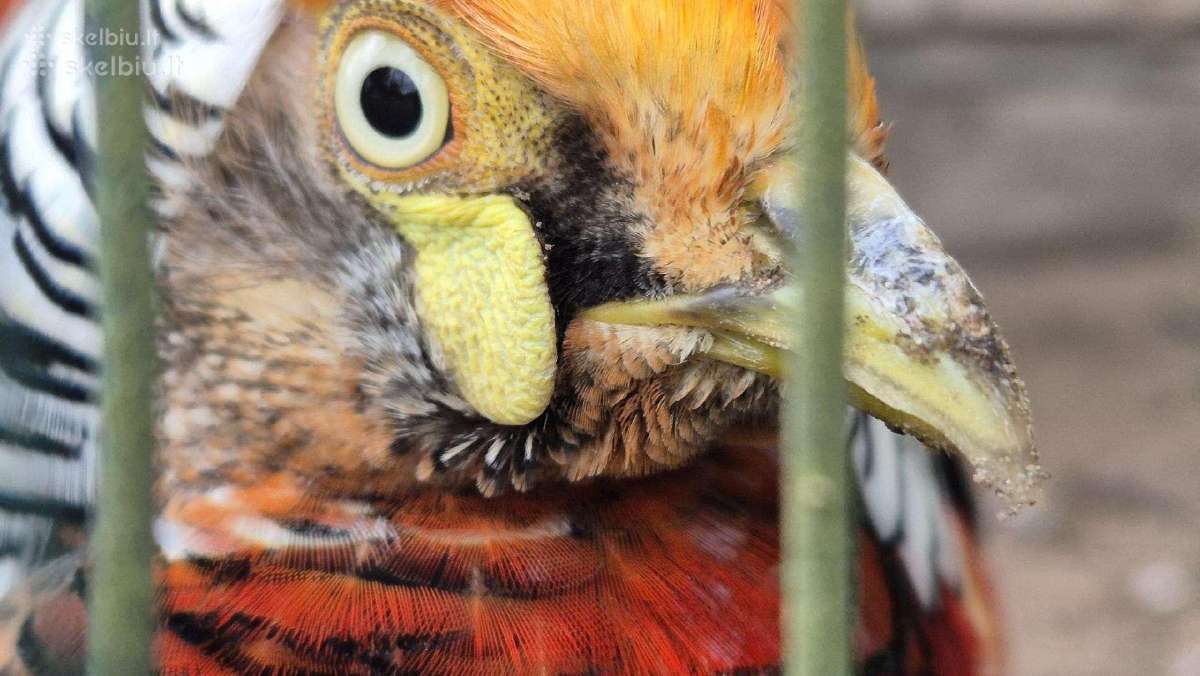 Parduodama fazanu porele
