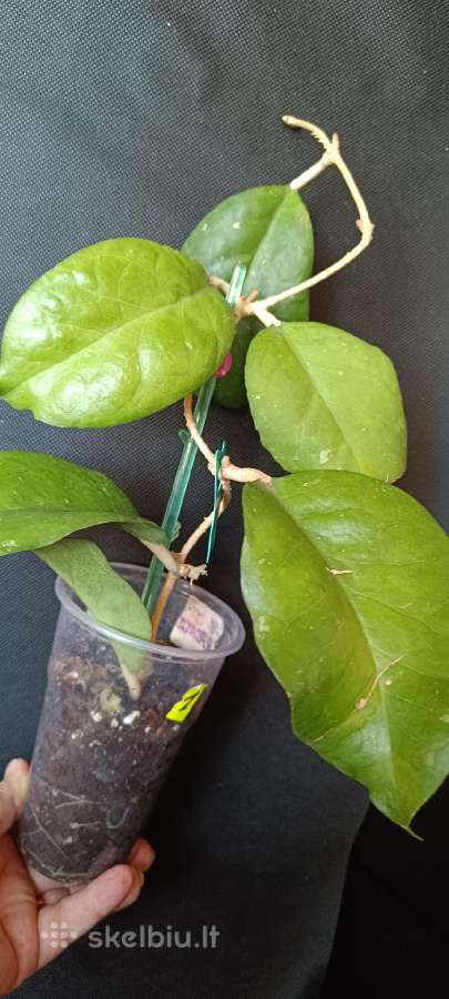 Hoya EPC-1002