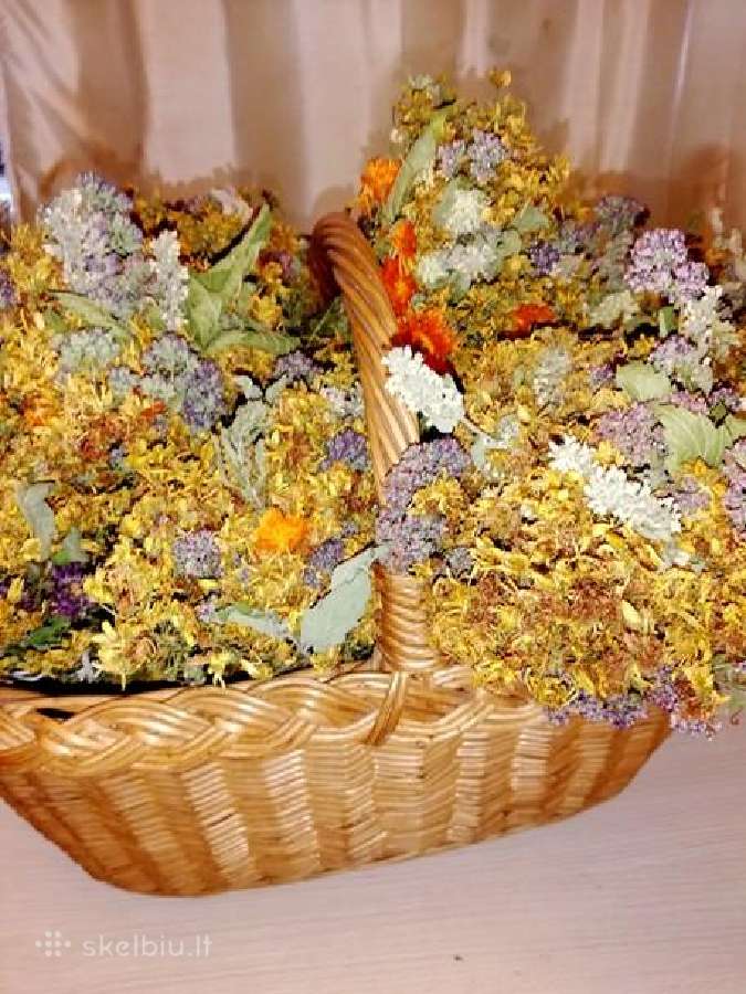 Žolelės iš Labanoro girios - nuotraukos Nr. 2