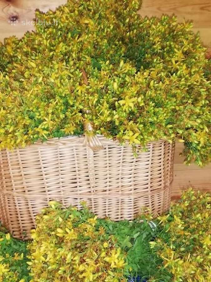 Žolelės iš Labanoro girios - nuotraukos Nr. 3