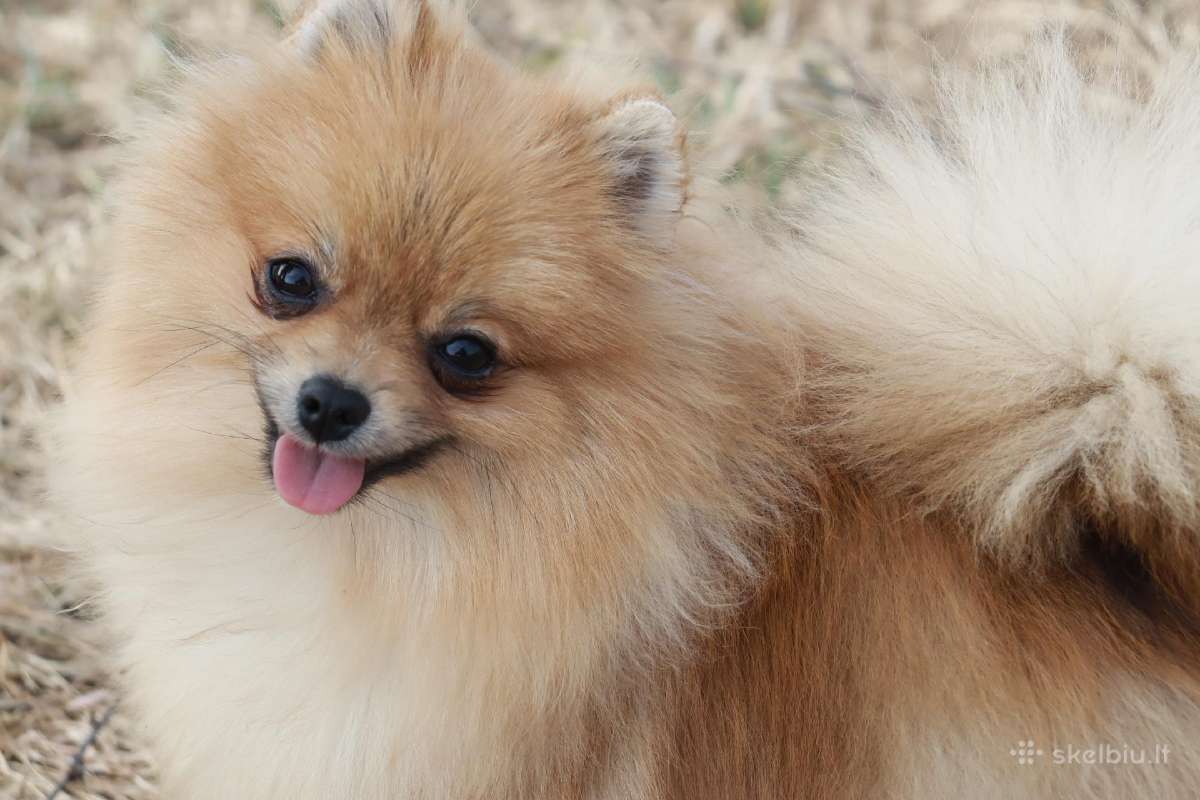 Pomeranijos špicas su dok.