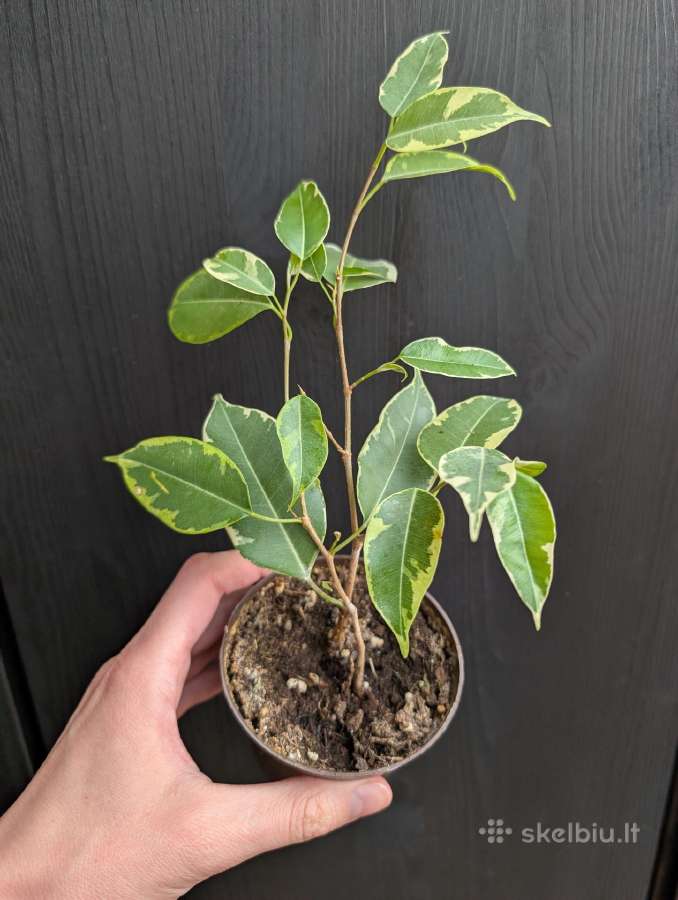 Ficus benjamin margas