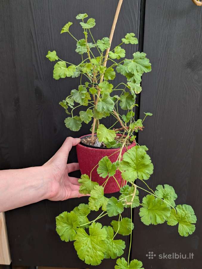 Pelargonija "Fragrans"