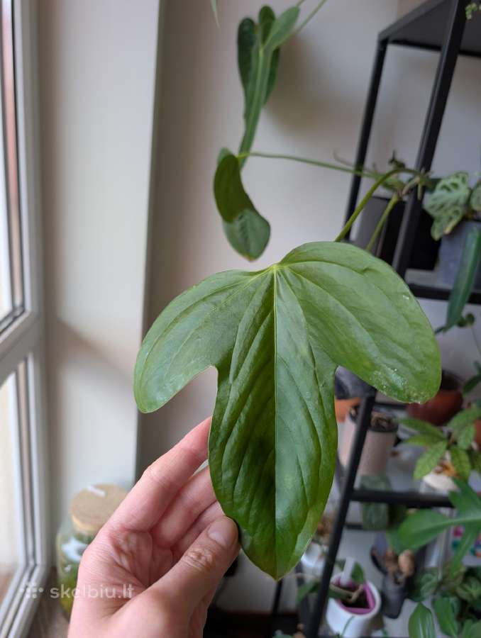 Anthurium truncicola
