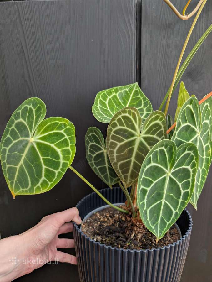 Anthurium clarinervium
