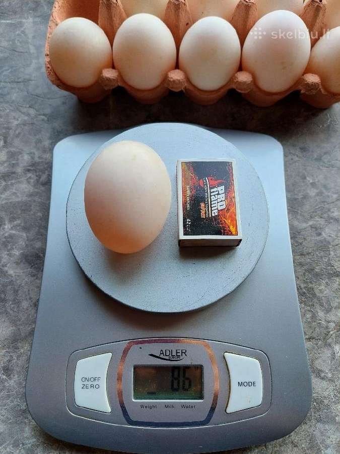 Ančių kiaušiniai maistui