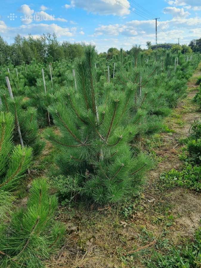 Juodoji pušis ( pinus nigra ) - nuotraukos Nr. 5