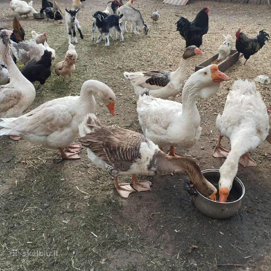Liko du žasinai cholmogorai ir kalakutas - nuotraukos Nr. 2