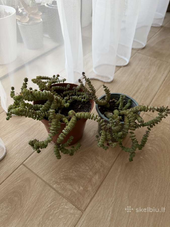Crassula