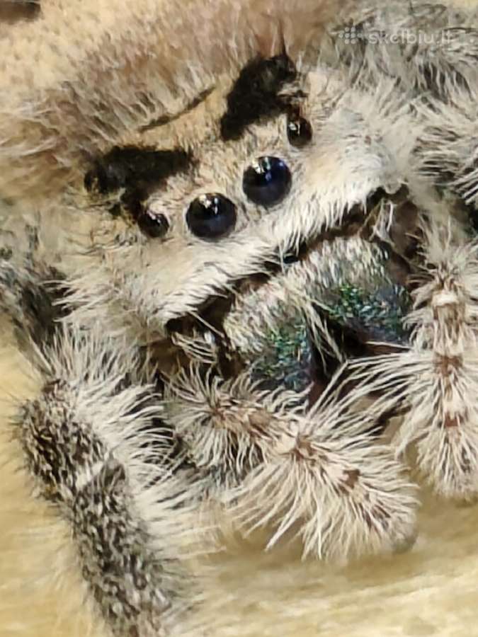 Parduodami jumpig spider Phidippus regius