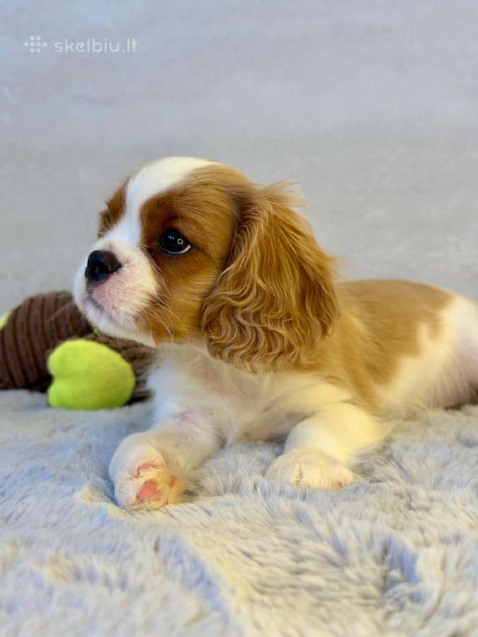Kavalier King Charles Spaniel