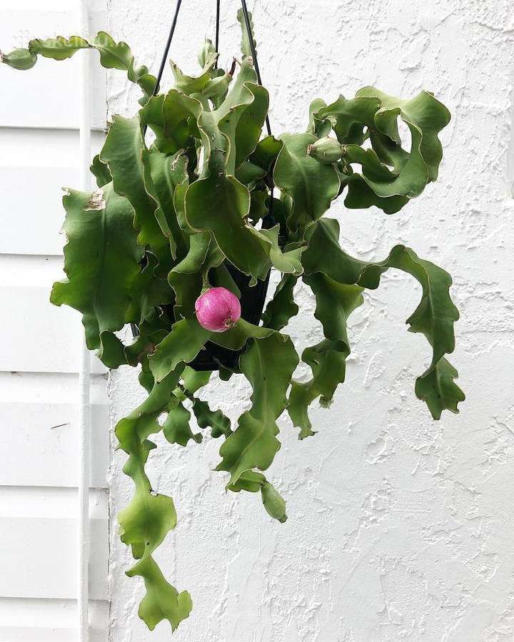 Epiphyllum epifilum miško kaktusas