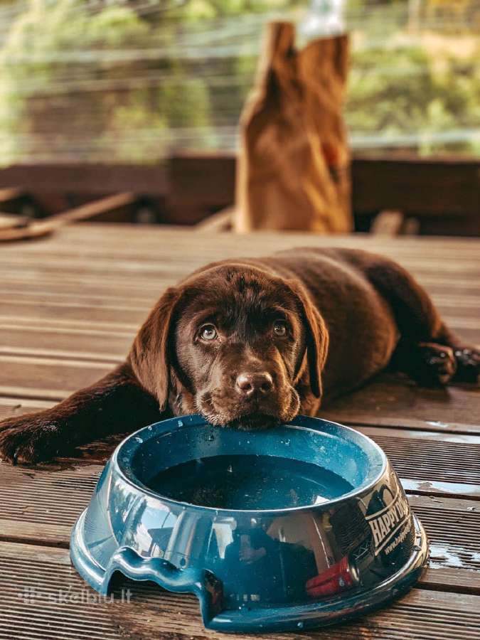 Kilmingi labradoro retriveriai - nuotraukos Nr. 4