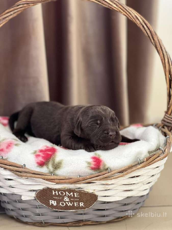 Kilmingi labradoro retriveriai - nuotraukos Nr. 19