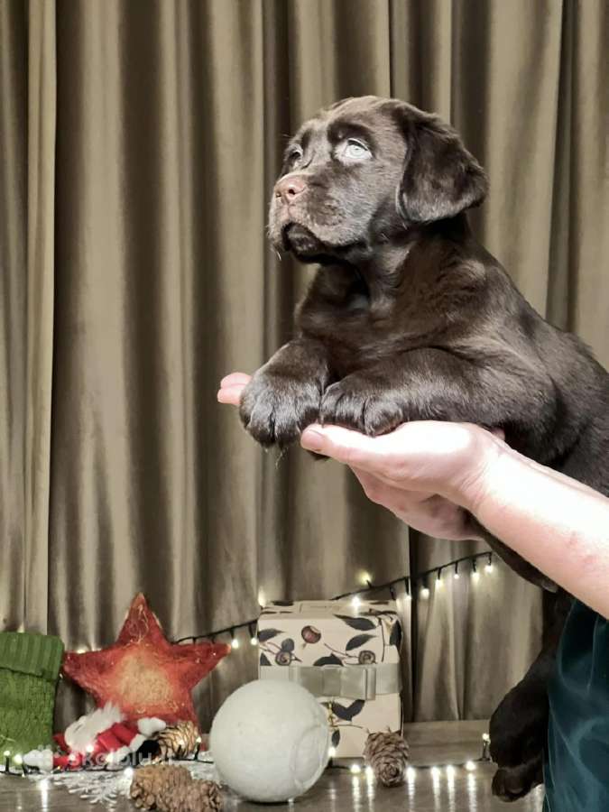 Kilmingi labradoro retriveriai - nuotraukos Nr. 28