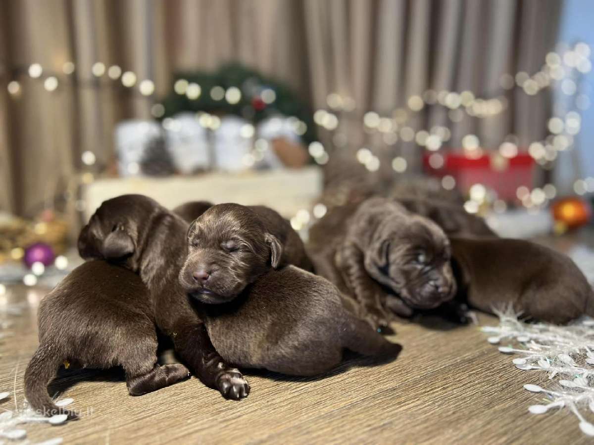 Kilmingi labradoro retriveriai - nuotraukos Nr. 24