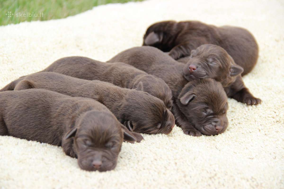 Kilmingi labradoro retriveriai - nuotraukos Nr. 27