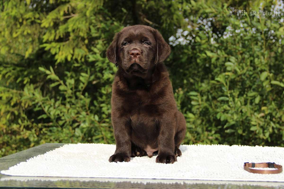 Kilmingi labradoro retriveriai