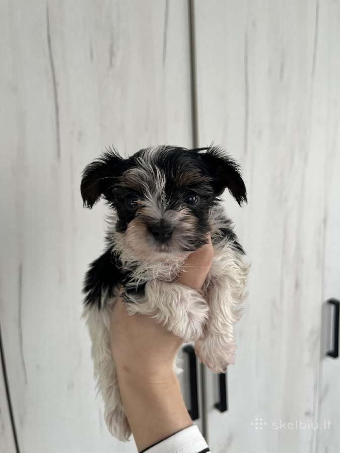Byver (Bywer) Biever Terrier Berniukai - nuotraukos Nr. 29
