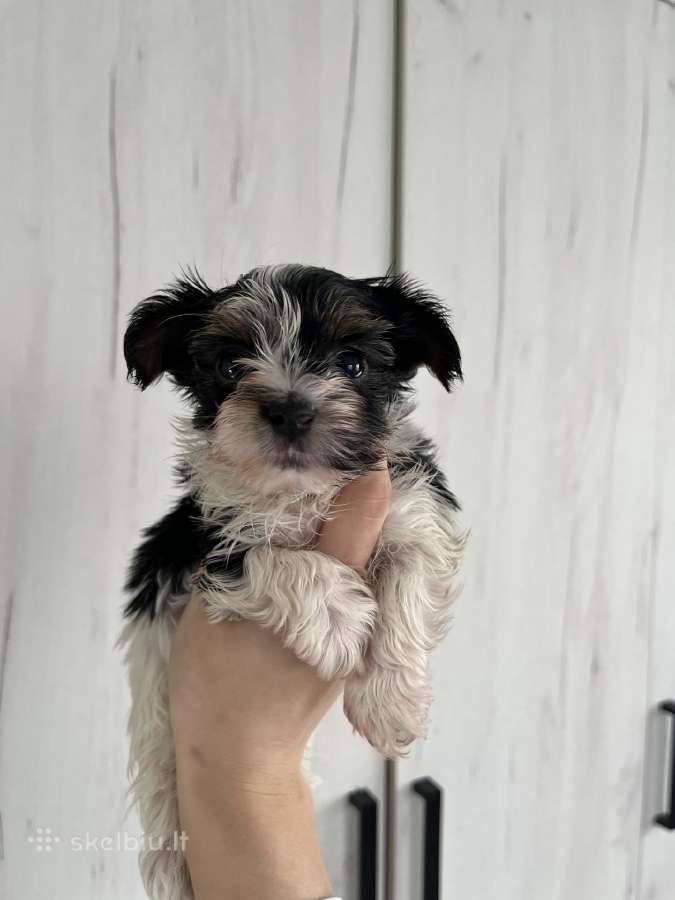 Byver (Bywer) Biever Terrier Berniukai - nuotraukos Nr. 30