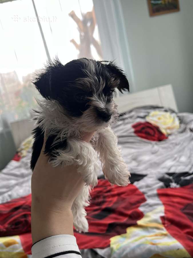 Byver (Bywer) Biever Terrier Berniukai - nuotraukos Nr. 31