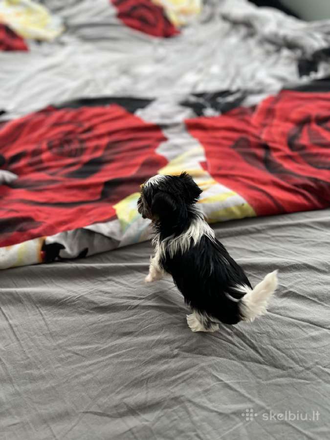 Byver (Bywer) Biever Terrier Berniukai - nuotraukos Nr. 32