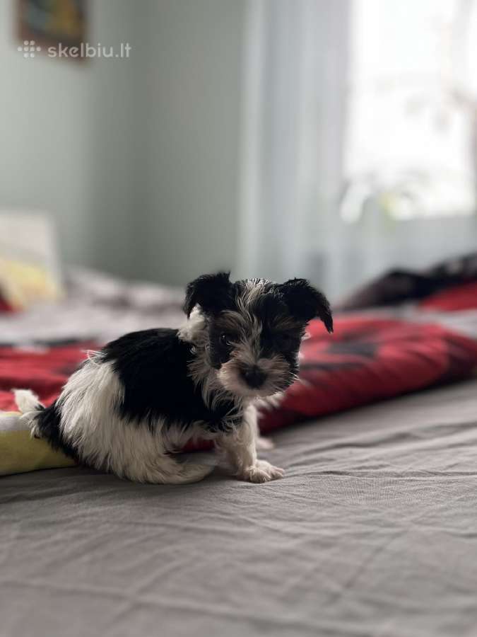 Byver (Bywer) Biever Terrier Berniukai - nuotraukos Nr. 11