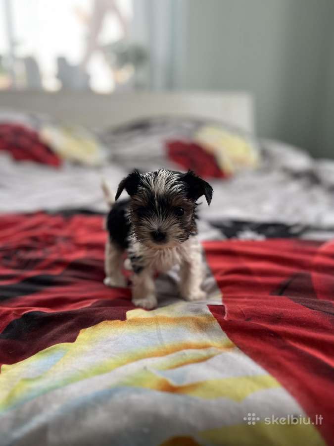 Byver (Bywer) Biever Terrier Berniukai - nuotraukos Nr. 16