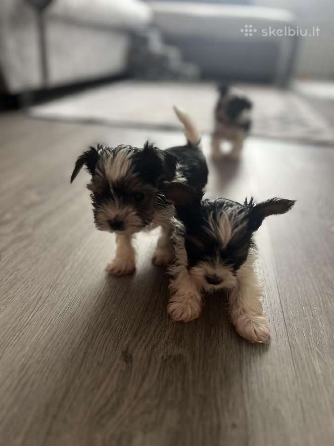 Byver (Bywer) Biever Terrier Berniukai - nuotraukos Nr. 10