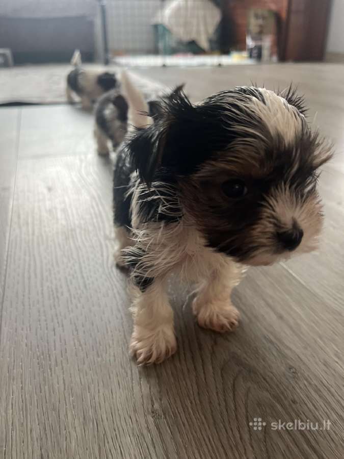 Byver (Bywer) Biever Terrier Berniukai - nuotraukos Nr. 36