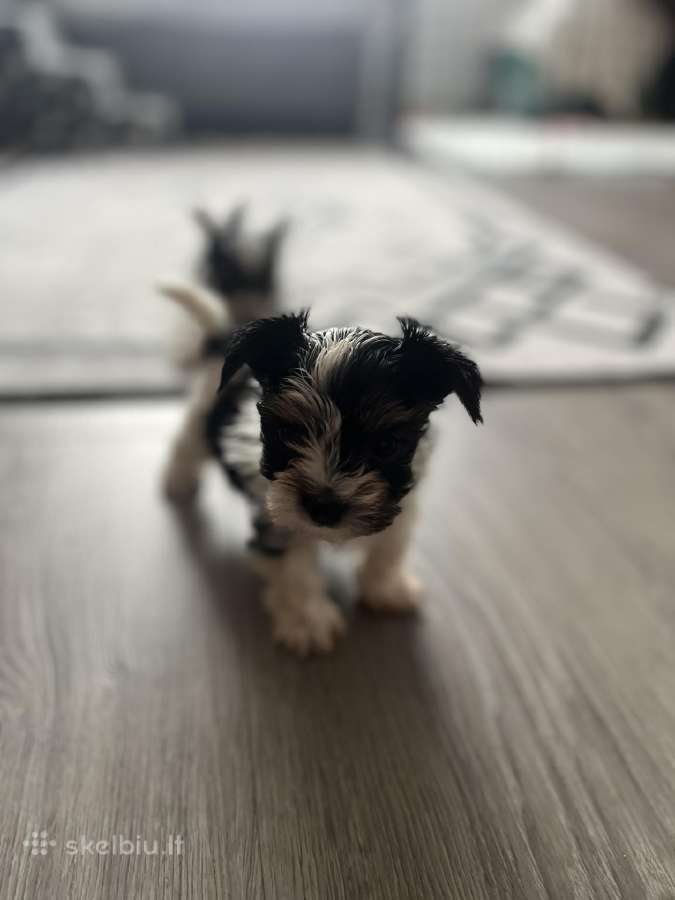Byver (Bywer) Biever Terrier Berniukai - nuotraukos Nr. 37
