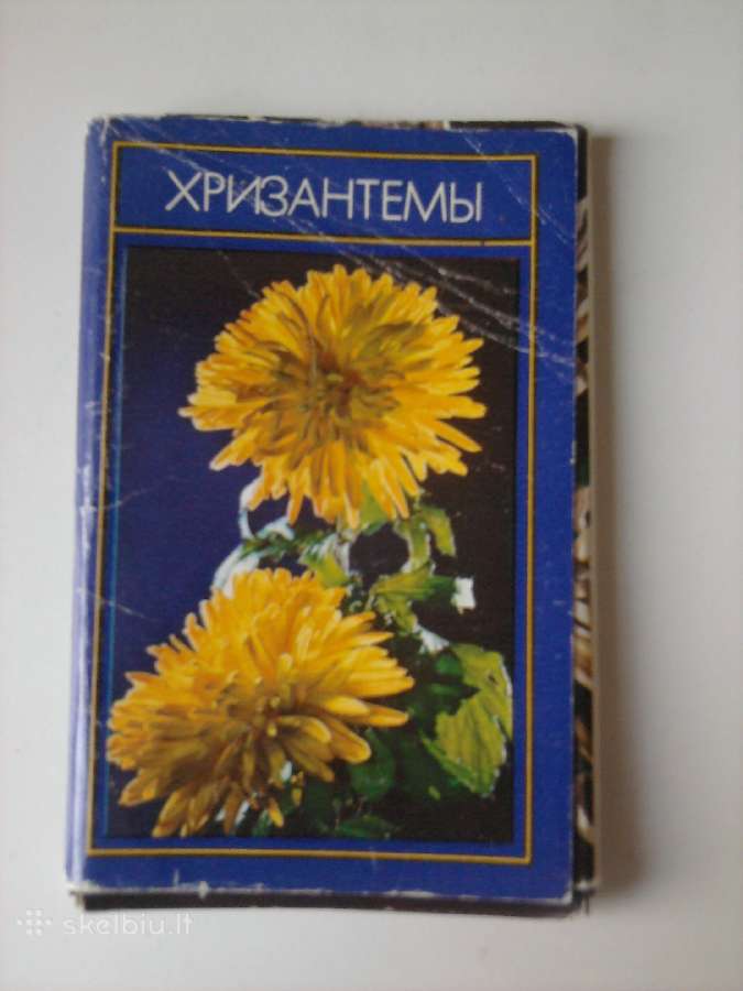 Chrizantemos 1974
